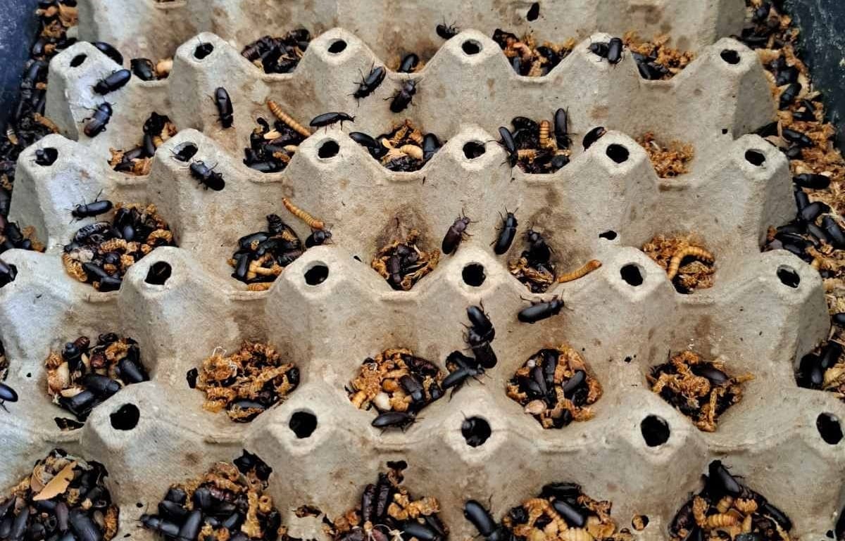 Tenebrio molitor – mali insekt sa velikim potencijalom za srpsku poljoprivredu i cirkularnu ekonomiju