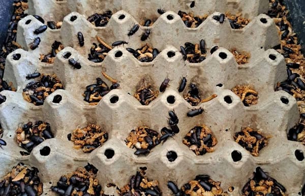 Tenebrio molitor – mali insekt sa velikim potencijalom za srpsku poljoprivredu i cirkularnu ekonomiju